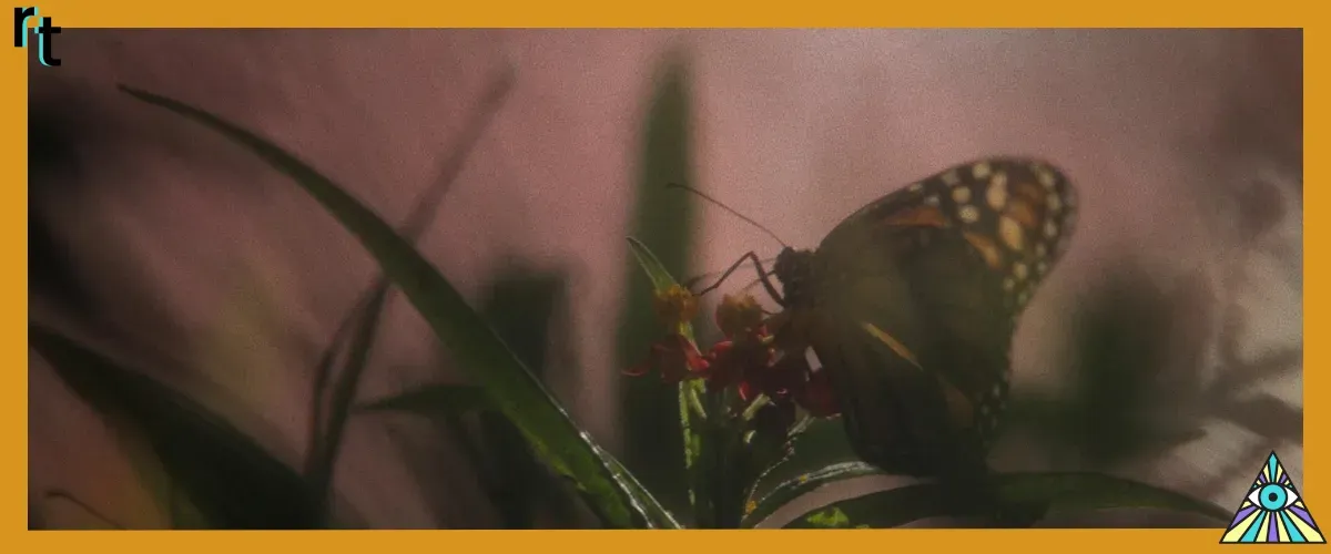 A monarch butterfly as seein in May December.